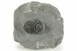 Detailed Gerastos Trilobite Fossil - Morocco #377241-3